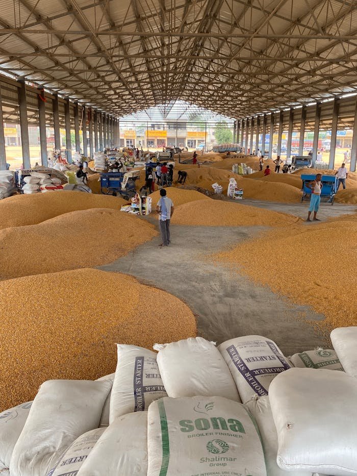 Large warehouse filled with corn grain, workers sorting and packaging.